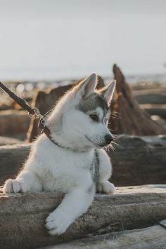 Husky tumbado mirando a la derecha