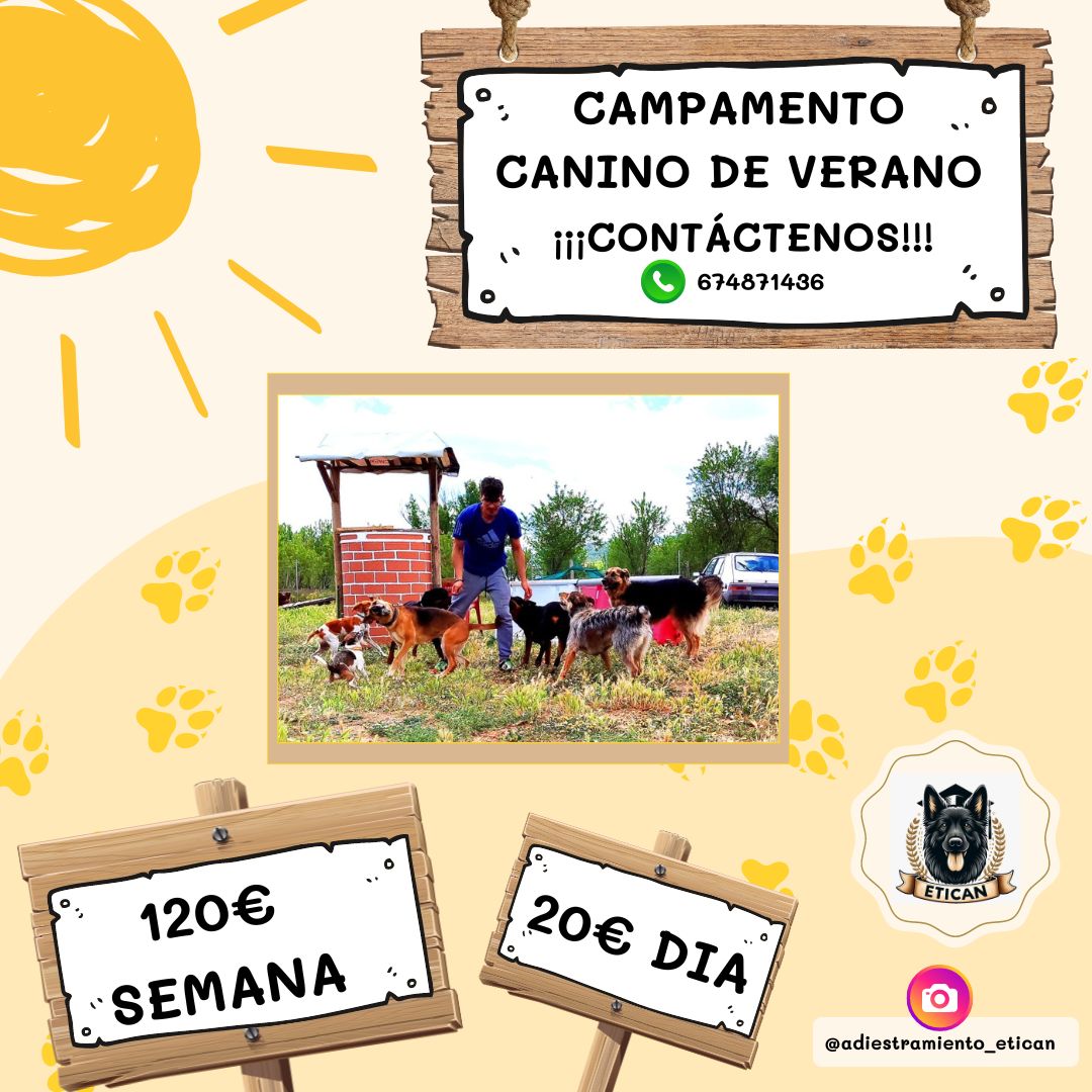 Campamento de verano 2024